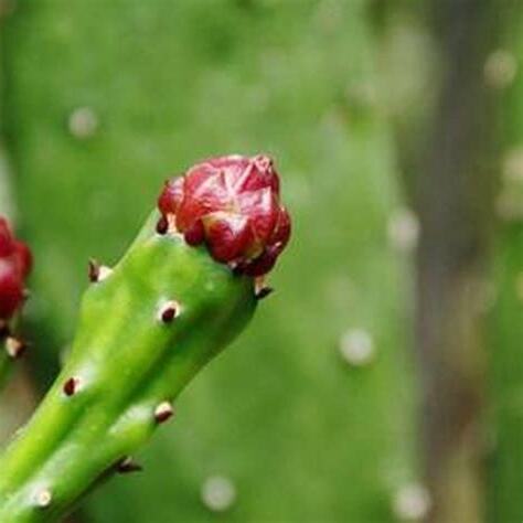 仙人掌 桃花